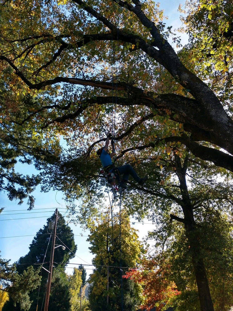 ARBORIST SERVICE